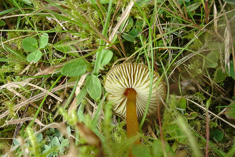 TAOU-20130925DSC00392-c-slijmwasplaat-hygrocybe laeta.jpg